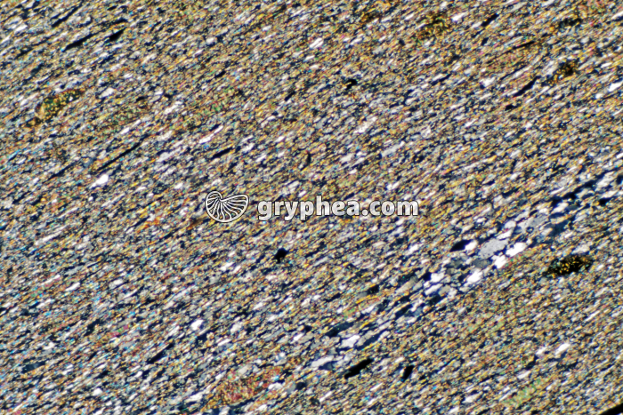 Schiste sédimentaire LPA x10 - gryphea.org